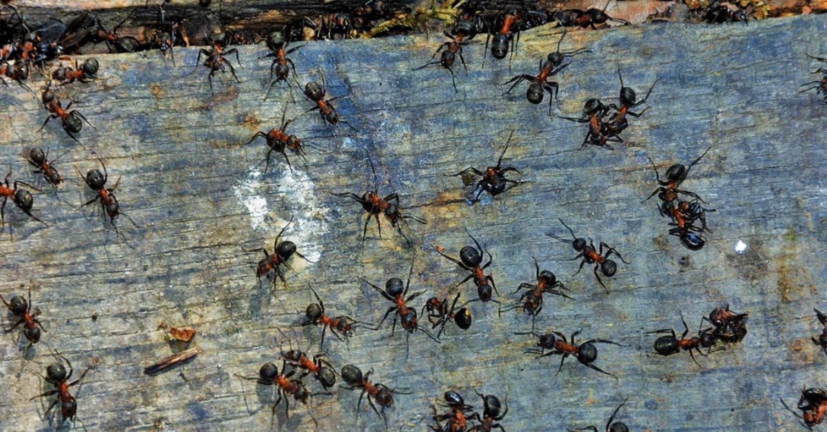 Extermination et gestion parasitaire (3)